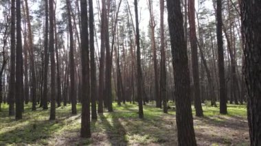 Orman manzarası hava manzarası, Ukrayna