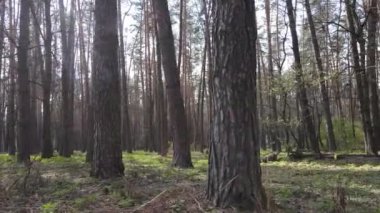 Orman manzarası hava manzarası, Ukrayna