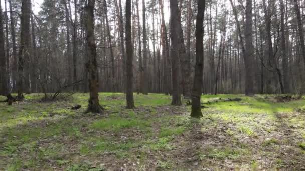 Forest landscape aerial view, Ukraine — Stock Video