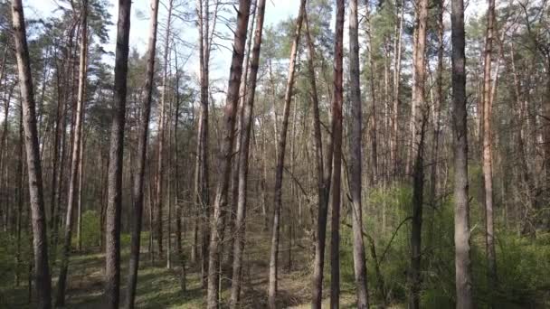 Lesní krajina letecký pohled, Ukrajina — Stock video