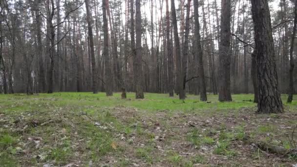 Forest landscape aerial view, Ukraine — Stock Video