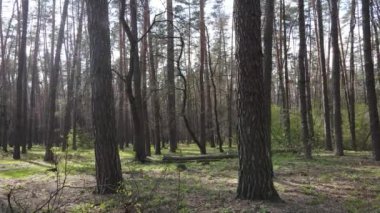 Güzel orman manzarası, hava manzarası, yavaş çekim.