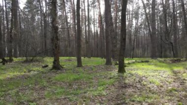 Güzel orman manzarası, hava manzarası, yavaş çekim.