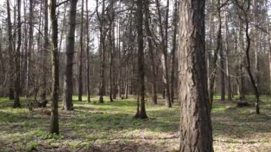 Güzel orman manzarası, hava manzarası, yavaş çekim.