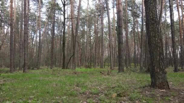 Hermosa vista aérea del paisaje forestal, cámara lenta — Vídeos de Stock