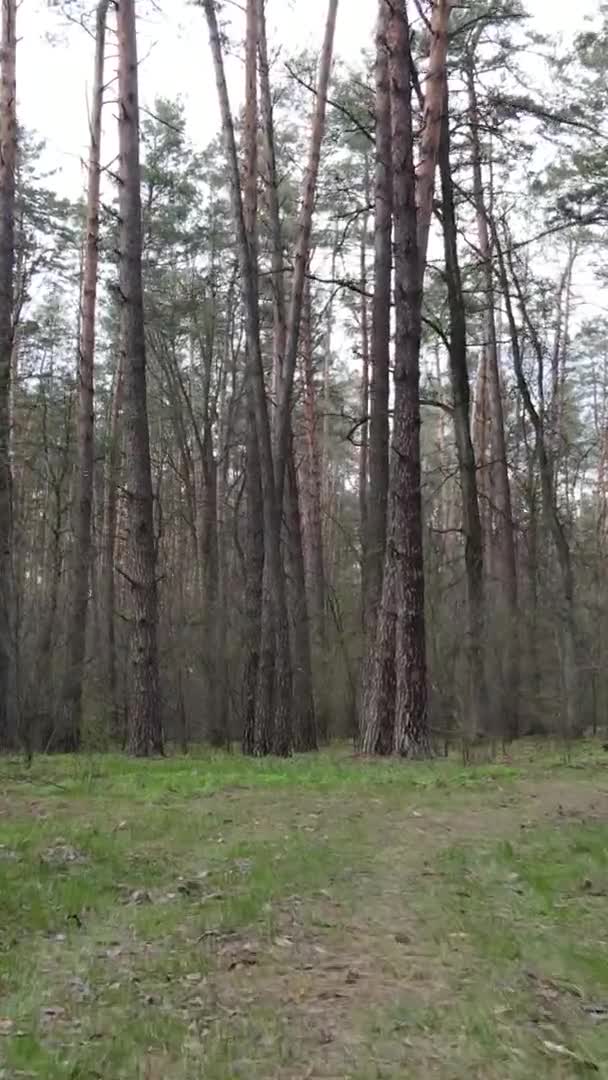 Pionowe wideo z pięknym krajobrazem lasu z lotu ptaka — Wideo stockowe