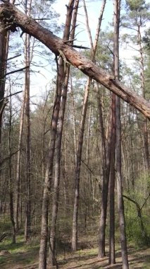 Orman manzarasının dikey görüntüsü.