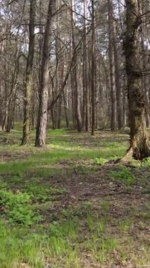 Orman manzarasının dikey görüntüsü.