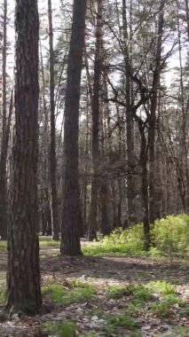 Orman manzarasının dikey görüntüsü.