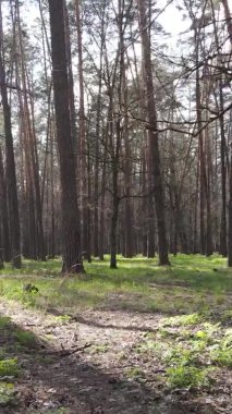 Orman manzarasının dikey görüntüsü.