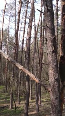 Orman manzarasının dikey görüntüsü.