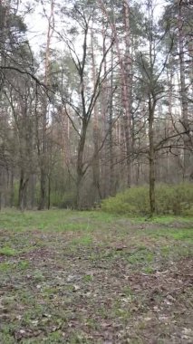 Orman manzarasının dikey görüntüsü.