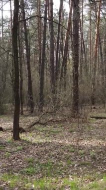 Orman manzarasının dikey görüntüsü.