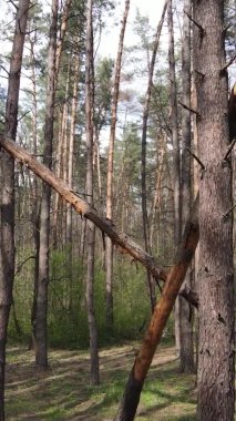 Orman manzarasının dikey görüntüsü.