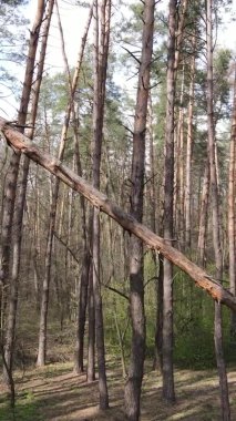 Orman manzarasının dikey görüntüsü.