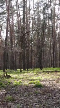 Orman manzarasının dikey görüntüsü.