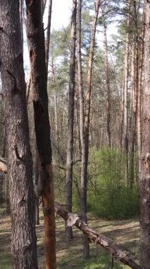 Orman manzarasının dikey görüntüsü.