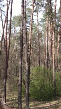 Orman manzarasının dikey görüntüsü.