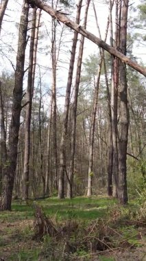 Orman manzarasının dikey görüntüsü.