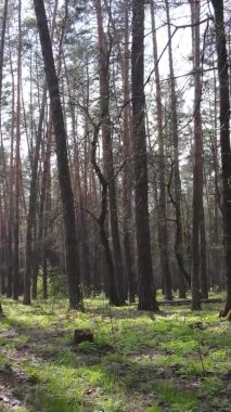 Orman manzarasının dikey görüntüsü.