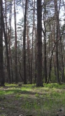 Orman manzarasının dikey görüntüsü.