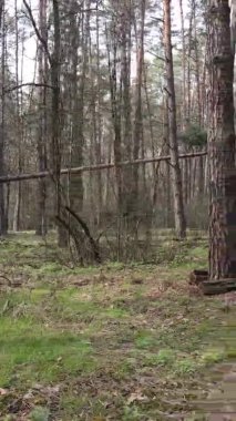 Orman manzarasının dikey görüntüsü.