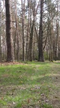 Orman manzarasının dikey görüntüsü.