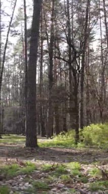 Orman manzarasının dikey görüntüsü.