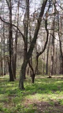 Orman manzarasının dikey görüntüsü.