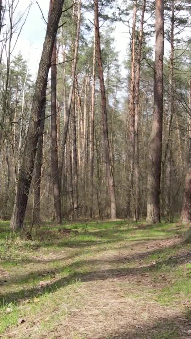 Vertikal video av vacker skog landskap antenn utsikt — Stockvideo
