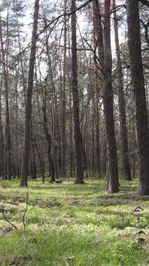 Orman manzarasının dikey görüntüsü.