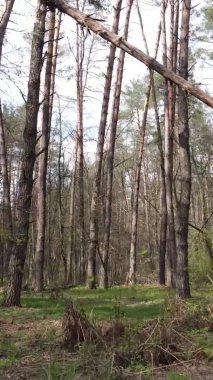 Orman manzarasının dikey görüntüsü.