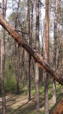 Orman manzarasının dikey görüntüsü.