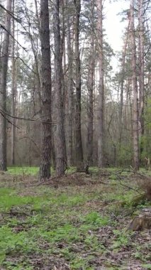 Orman manzarasının dikey görüntüsü.