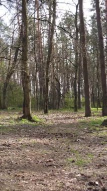 Orman manzarasının dikey görüntüsü.