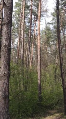 Orman manzarasının dikey görüntüsü.