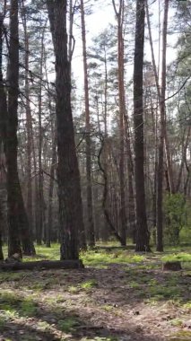 Orman manzarasının dikey görüntüsü.