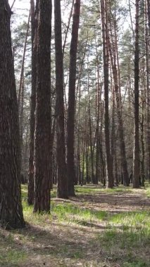 Orman manzarasının dikey görüntüsü.