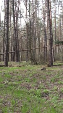 Orman manzarasının dikey görüntüsü.