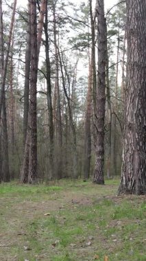 Orman manzarasının dikey görüntüsü.