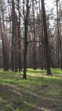 Orman manzarasının dikey görüntüsü.