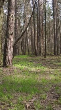 Orman manzarasının dikey görüntüsü.
