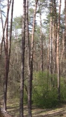 Orman manzarasının dikey görüntüsü.