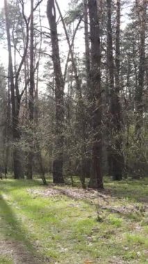 Orman manzarasının dikey görüntüsü.