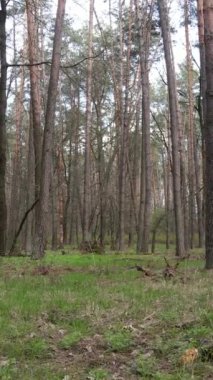 Orman manzarasının dikey görüntüsü.