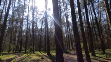 Gün boyunca çam ağaçlarıyla ormanda ağır çekimde yürümek.