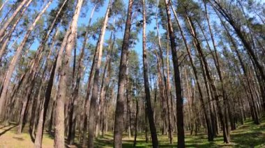 Gün boyunca çam ağaçlarıyla ormanda ağır çekimde yürümek.