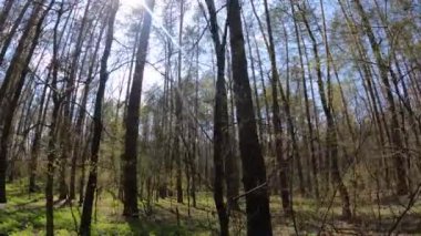 Gün boyunca çam ağaçlarıyla ormanda ağır çekimde yürümek.