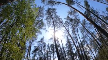 Gün boyunca çam ağaçlarıyla ormanda ağır çekimde yürümek.