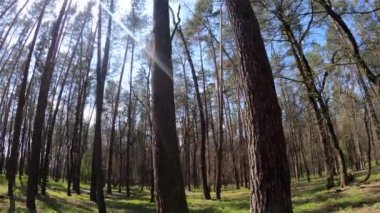 Gün boyunca çam ağaçlarıyla ormanda ağır çekimde yürümek.